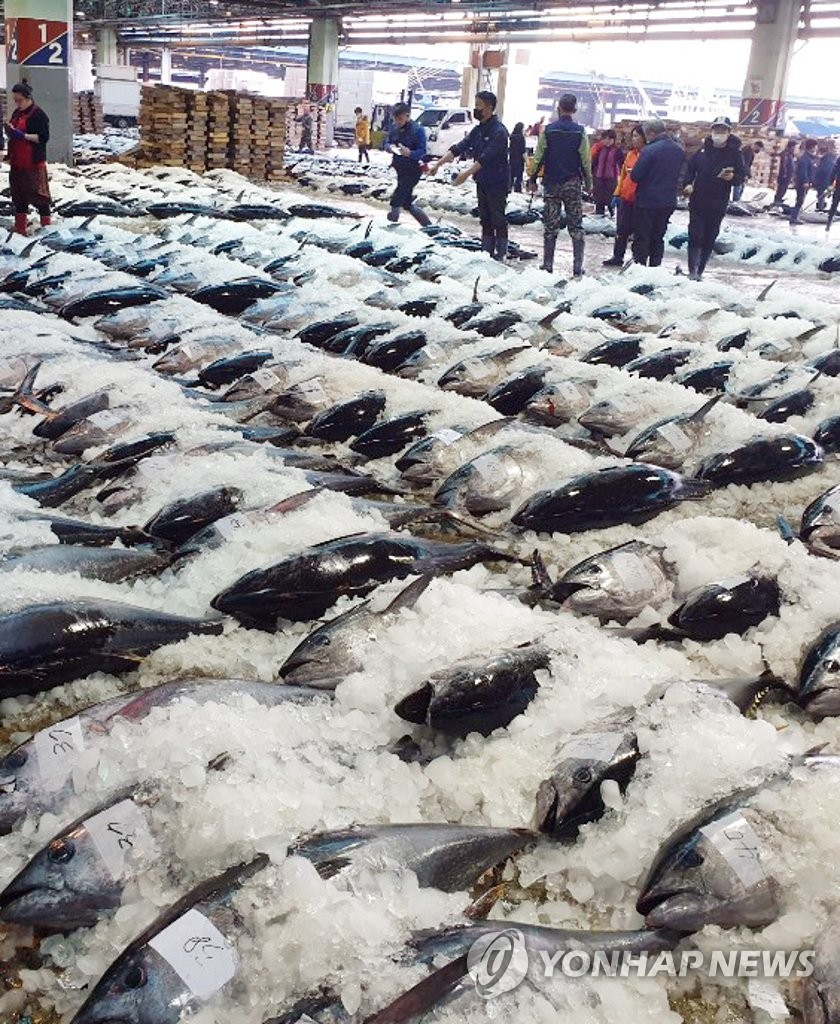Large tuna catch Large tuna catch