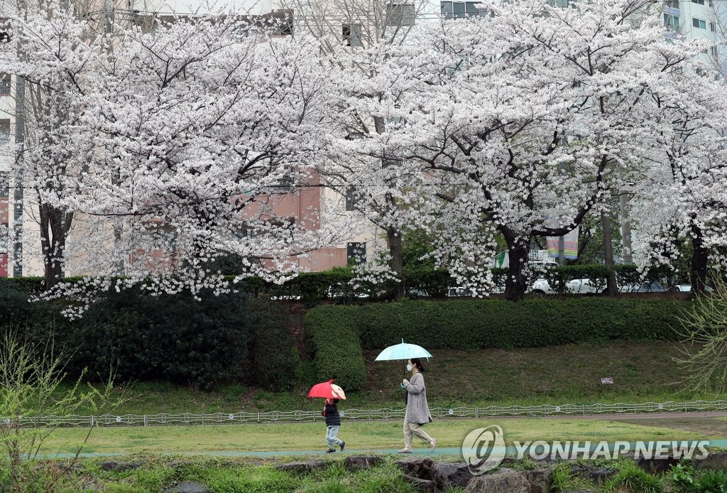 Under cherry blossoms Under cherry blossoms