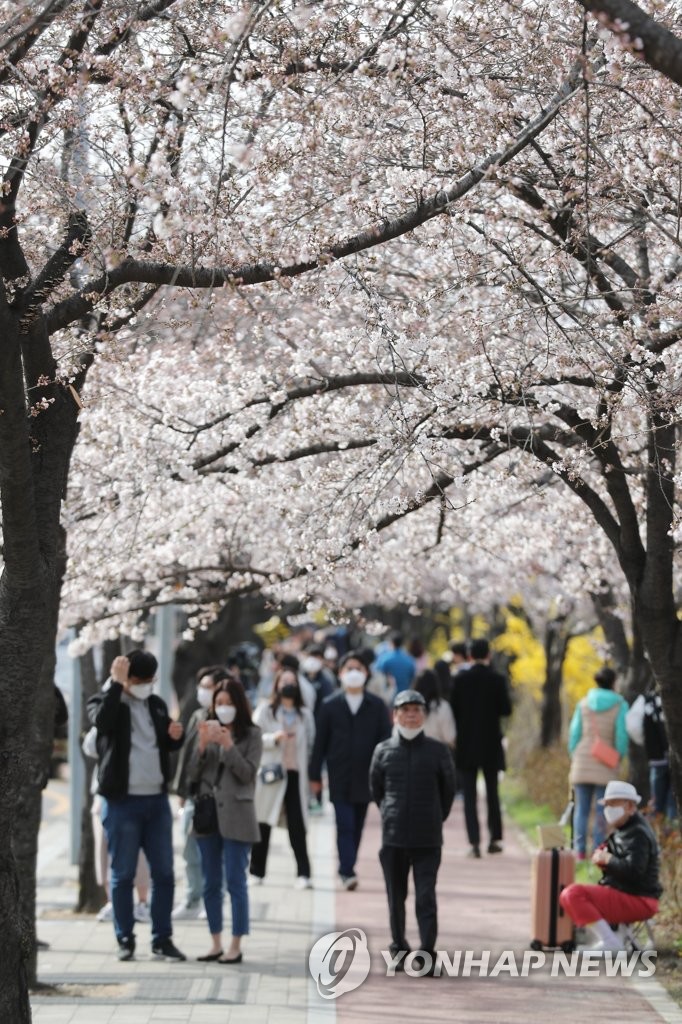 Seoul citizens enjoy cherry blossoms in Yeouido Seoul citizens enjoy cherry blossoms in Yeouido