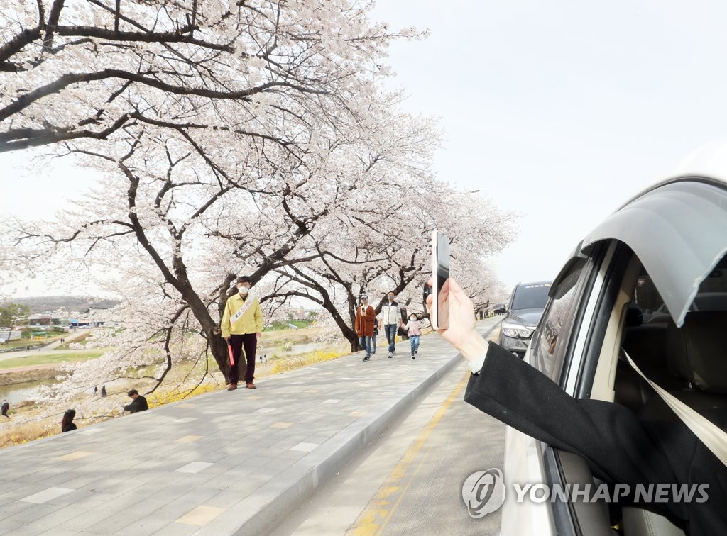 Looking at cherry blossom by car Looking at cherry blossom by car