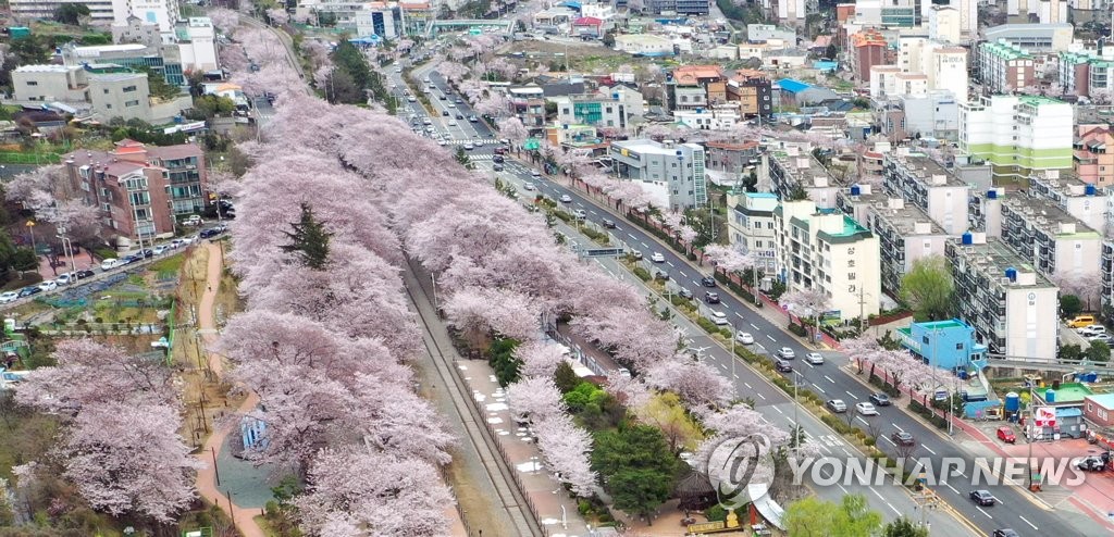 진해 벚꽃 명소·도로 한산