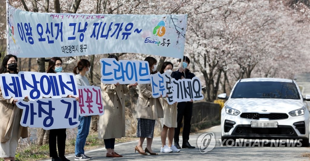 벚꽃 구경도 '드라이브 스루'