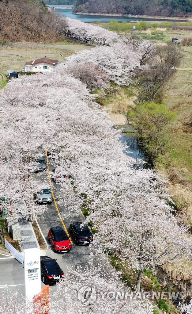 차 안에서 벚꽃 관광