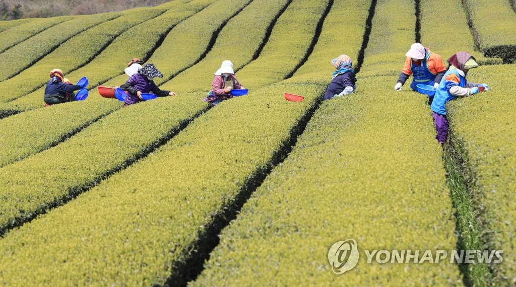'햇차 수확합니다'