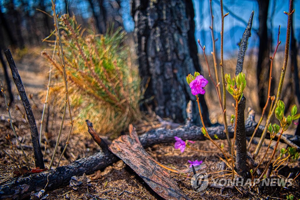 산불 지역에 찾아온 봄