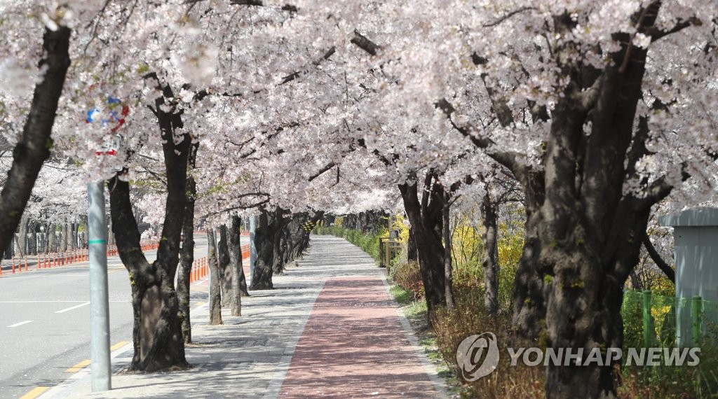 벚꽃만 활짝