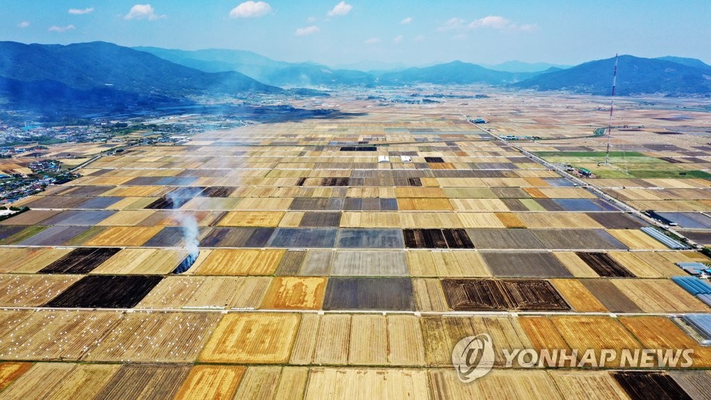 보리 수확하는 계절