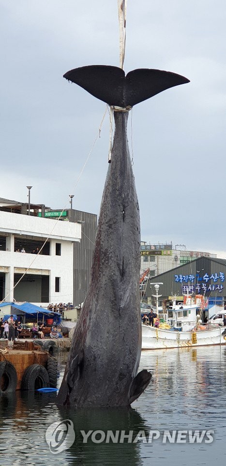 Sperm whale Sperm whale