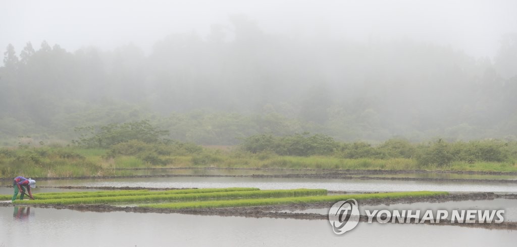 하논분화구 모내기 준비