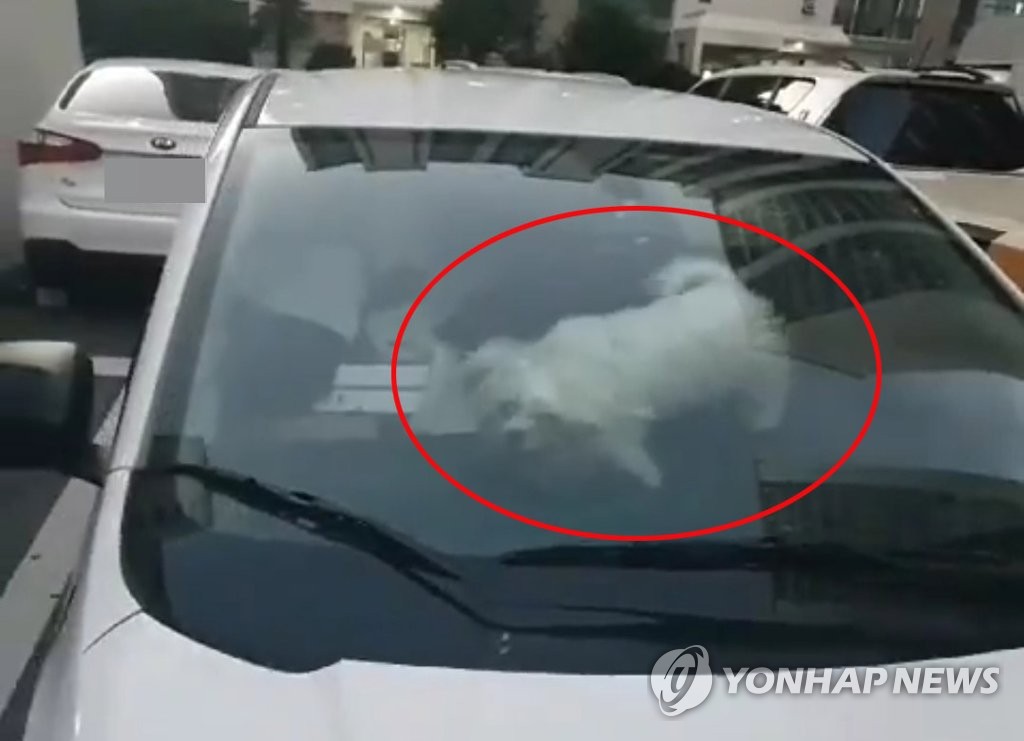 차량에 방치된 강아지