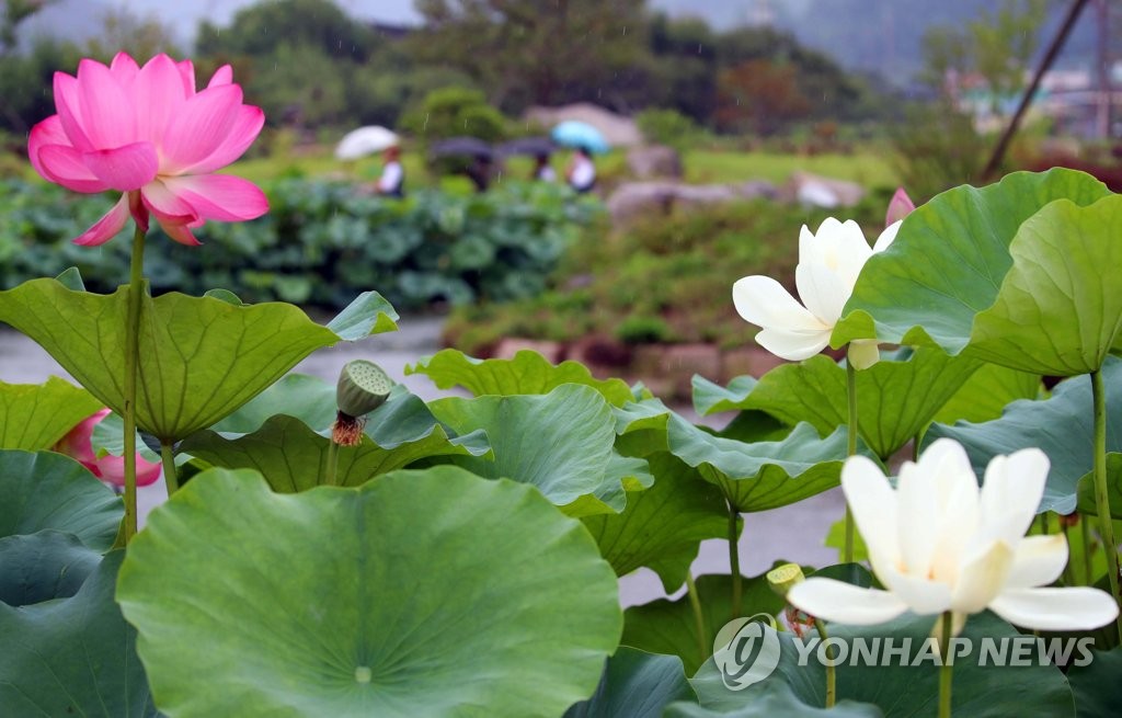 '연꽃 여름비 마중'
