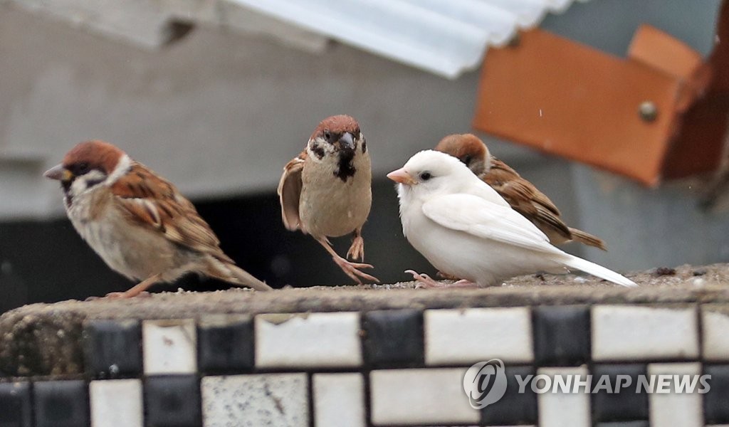 White sparrow White sparrow