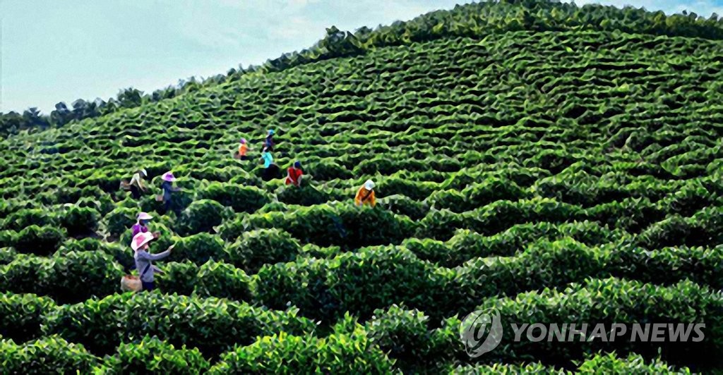 '북한의 녹차밭' 금동 은정차재배원 모습