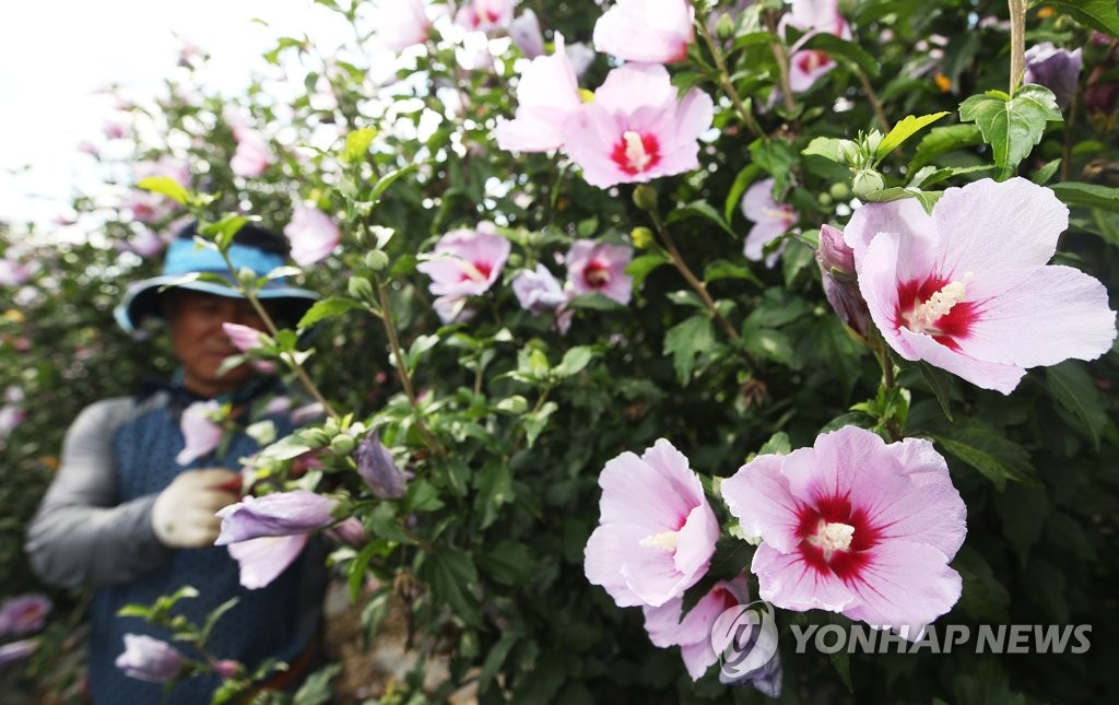 나라꽃 무궁화 활짝