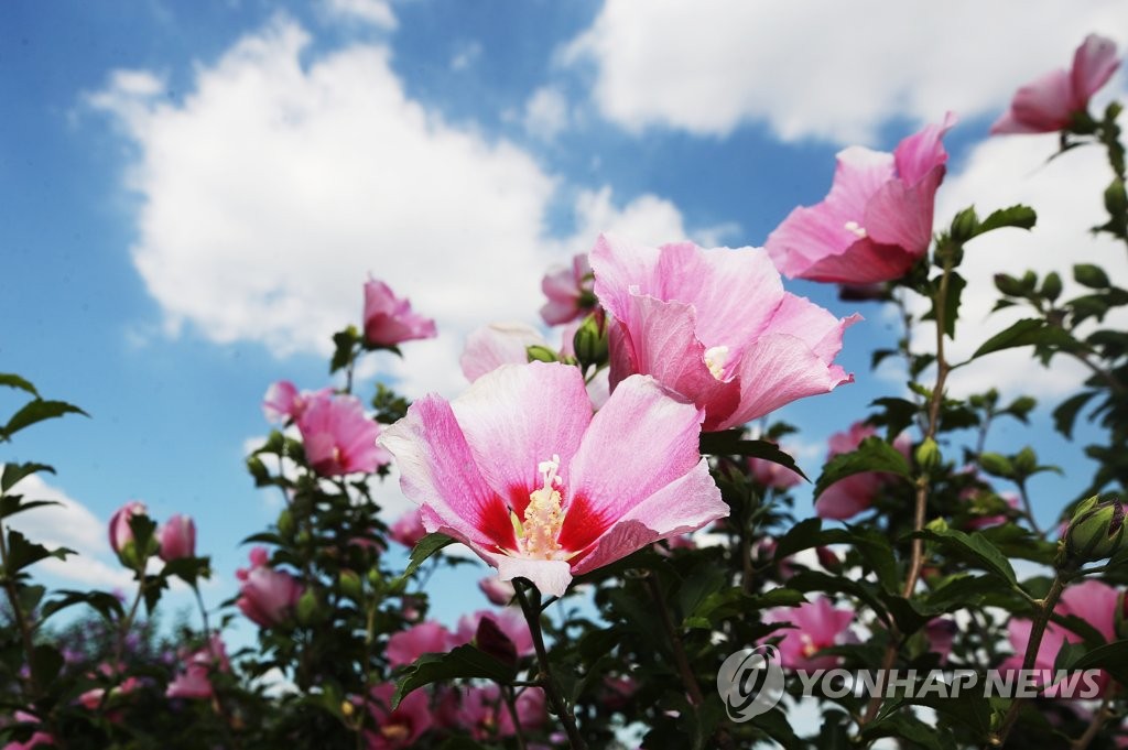 파란 하늘과 무궁화