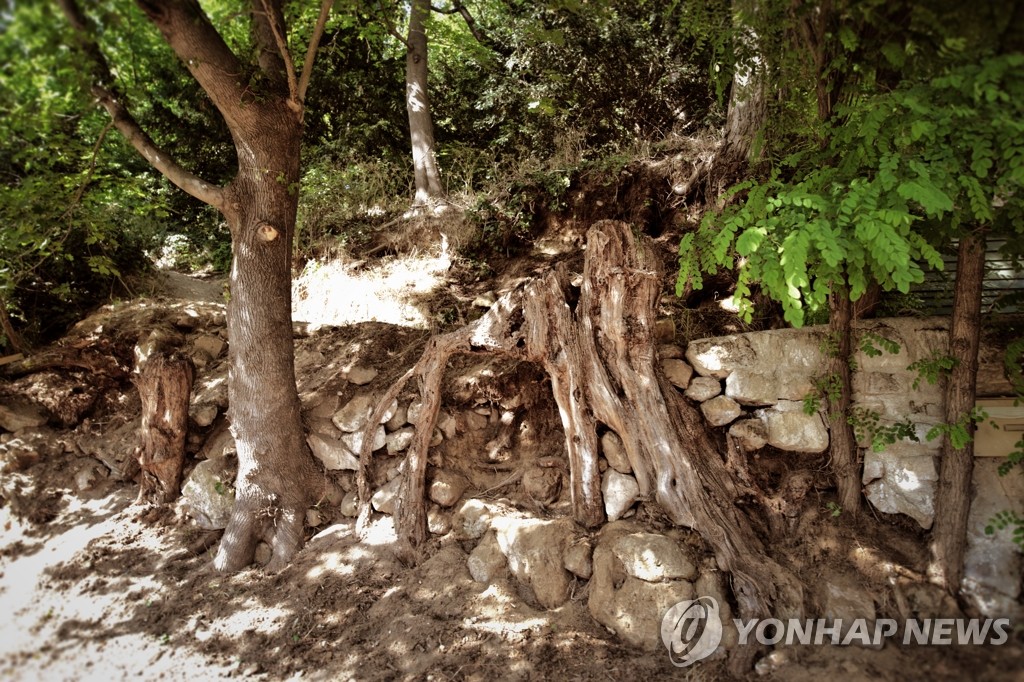 반 고흐가 사망 직전 화폭에 옮긴 프랑스 마을의 산비탈