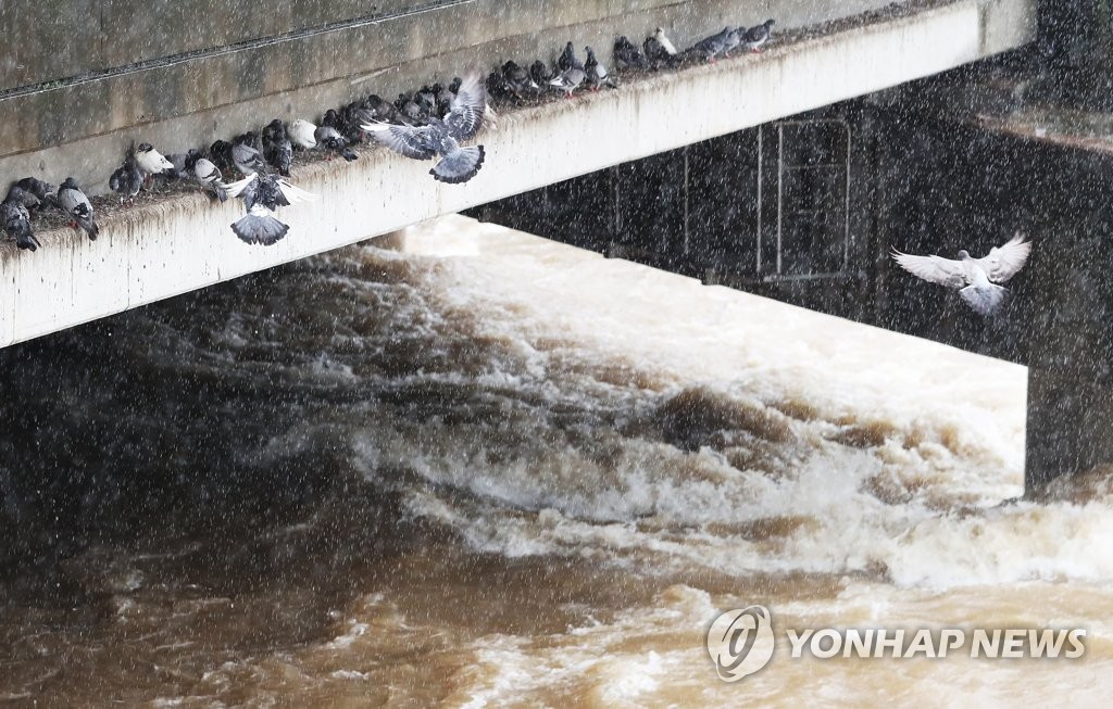 다리 밑에서 비 피하는 비둘기들