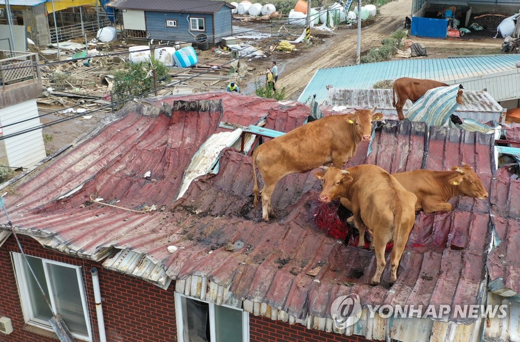 '나 좀 살려주소'…침수된 축사 피해 탈출한 소들 