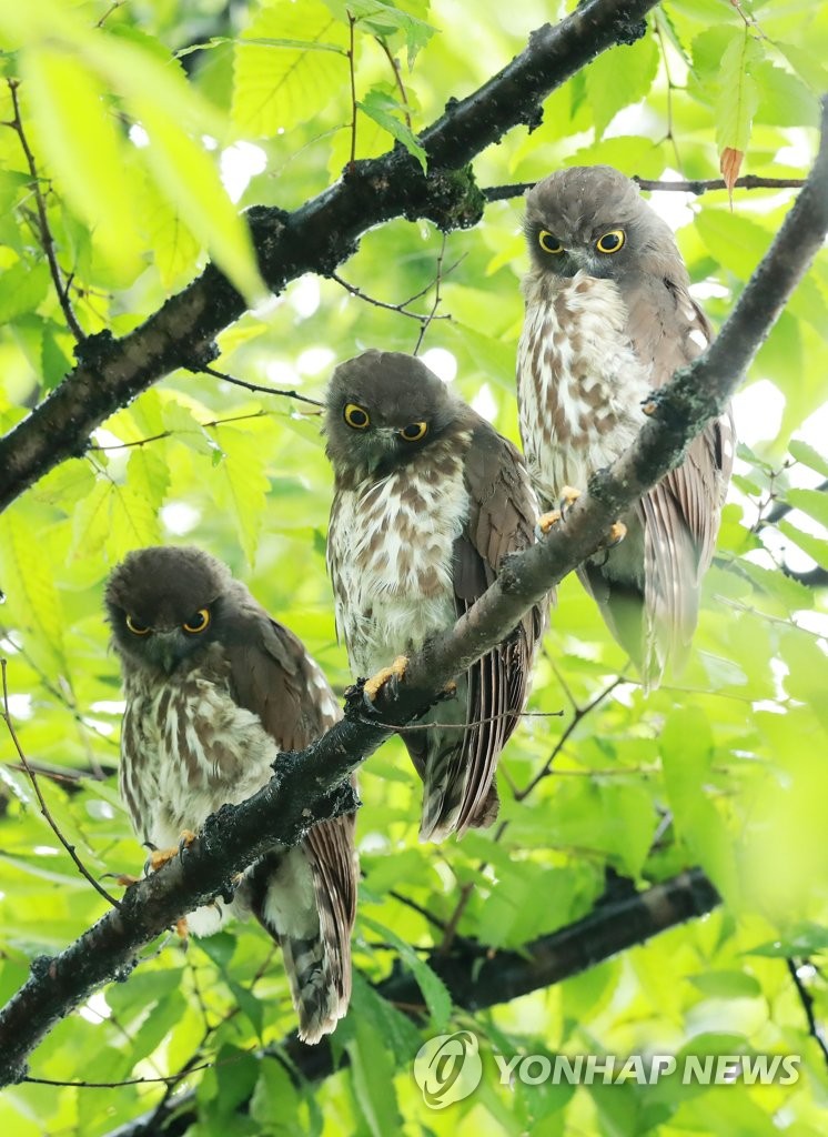 Brown hawk-owls Brown hawk-owls