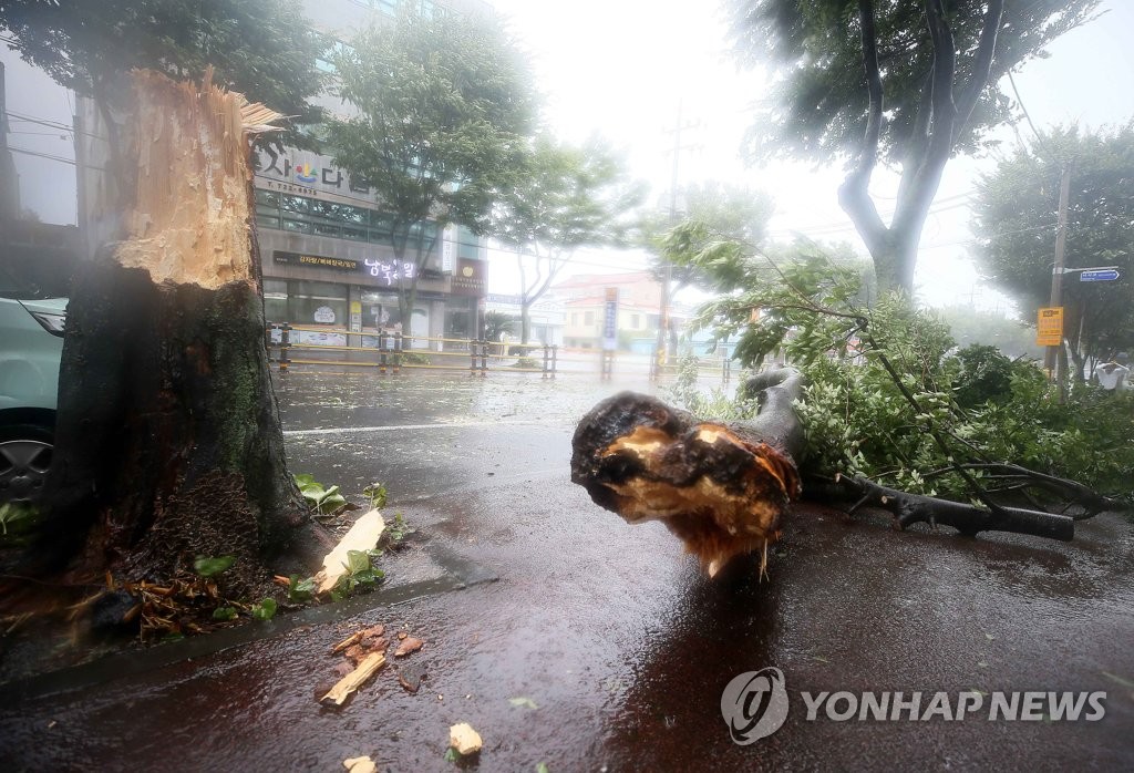 台風８号による強風の影響で折れた街路樹＝２６日、済州（聯合ニュース）