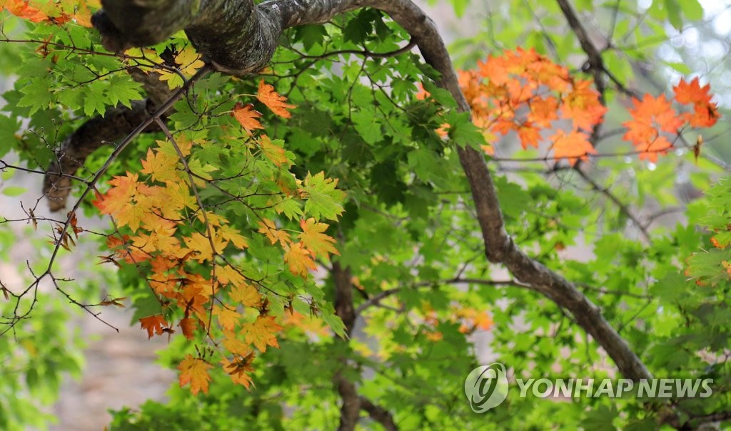 가을이 조금씩 찾아오는 설악산