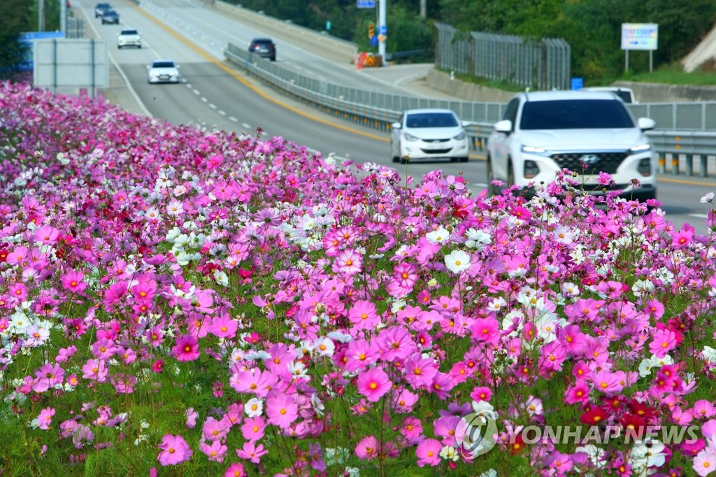 국도변에 만개한 코스모스