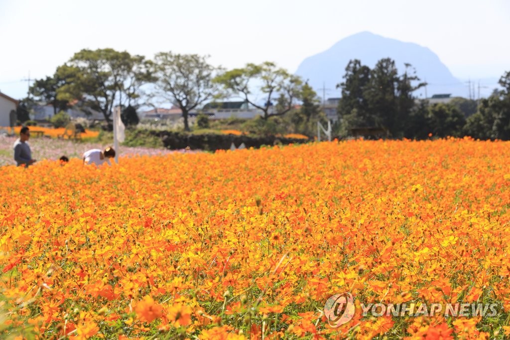가을, 코스모스 제주