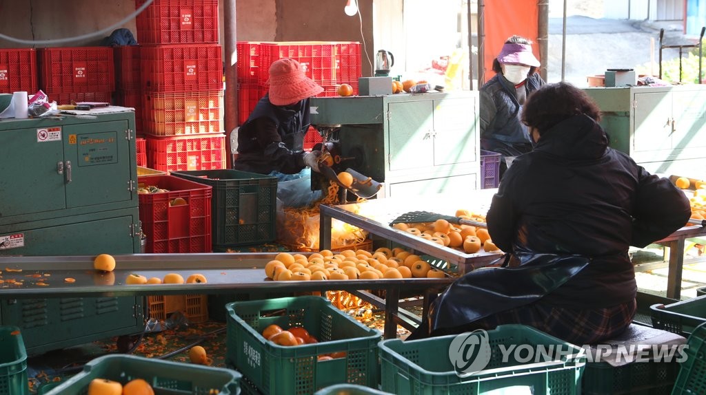 Season for making dried persimmons Season for making dried persimmons