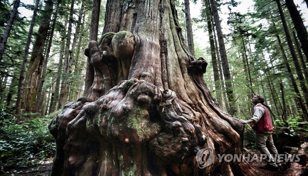 A still image from "Hadwin's Judgment," a documentary about the Canadian logging industry, part of this year's selection of the Ulju Mountain Film Festival (UMFF), a nature and adventure themed international film festival in South Korea. Photo provided by UMFF. (PHOTO NOT FOR SALE) (Yonhap)