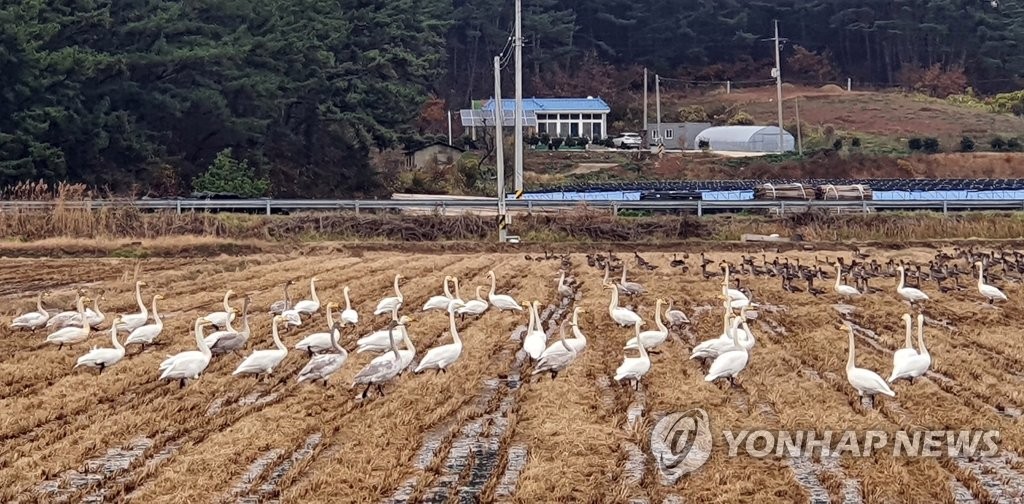 태안 농경지 찾은 고니 떼