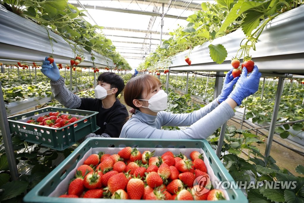 Strawberry harvesting Strawberry harvesting
