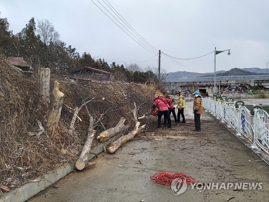 바람에 쓰러진 나무