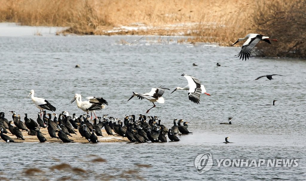 Rare birds Rare birds