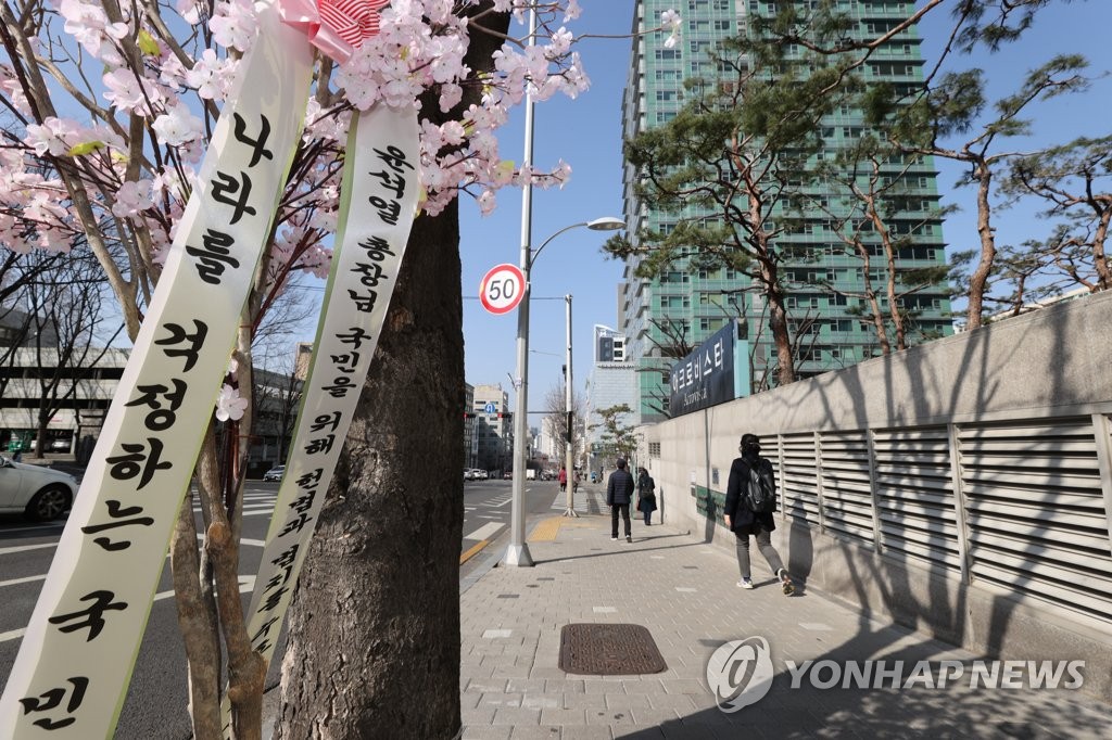 윤석열 전 총장 자택 앞에 걸린 벚꽃
