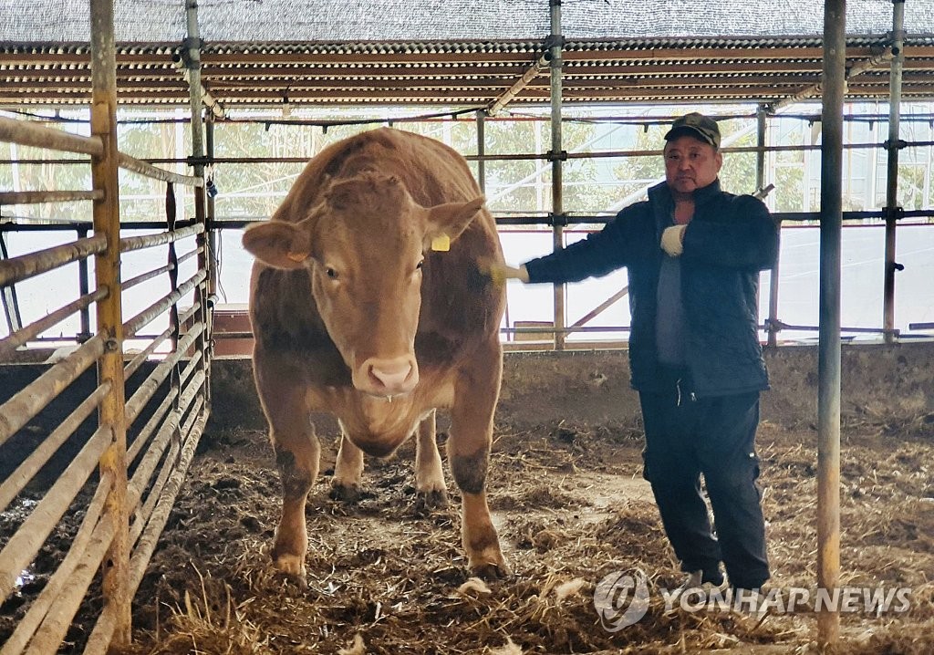 Super 'hanwoo' cattle Super 'hanwoo' cattle