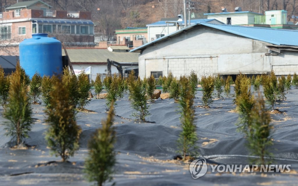 Nursery trees are planted on land in Siheung, about 35 kilometers southwest of Seoul, in this photo taken on March 10, 2021. An employee of the state-run Korea Land & Housing Corp. (LH) bought the land allegedly using insider information before the area was chosen as a major housing development site. (Yonhap) 