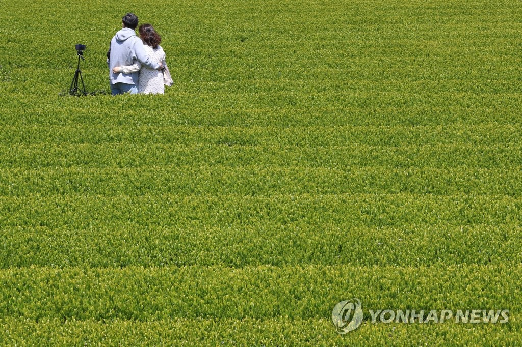 Granja de té verde en Jeju Granja de té verde en Jeju