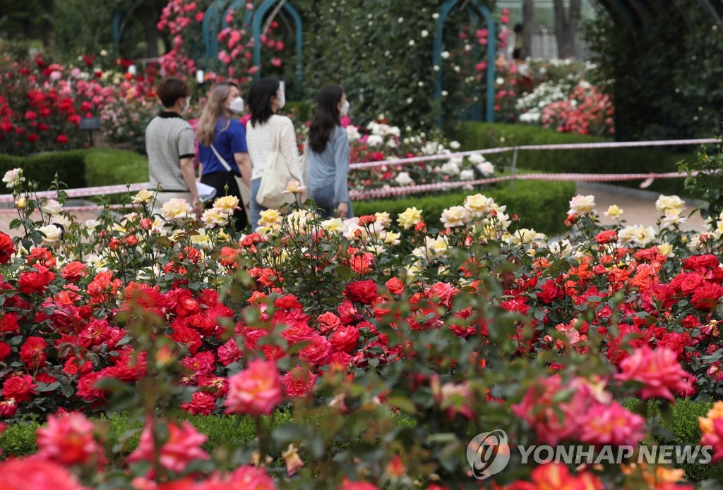 Roses Roses