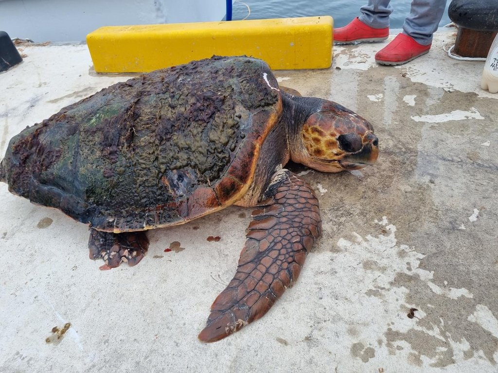 Sea turtle rescued Sea turtle rescued