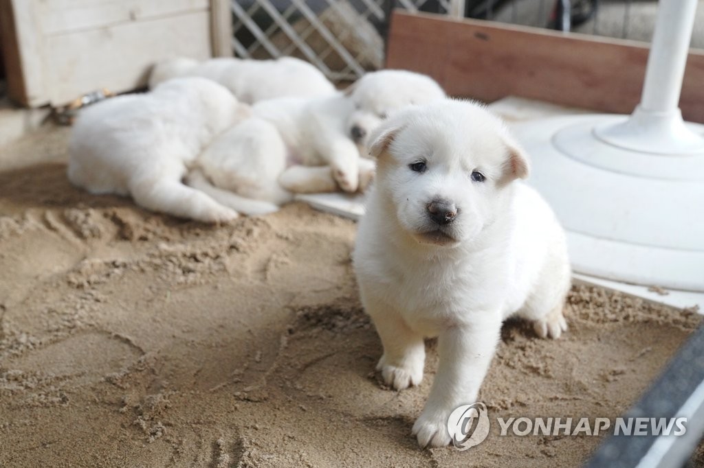문 대통령, 북한에서 온 풍산개 '곰이' 새끼 공개