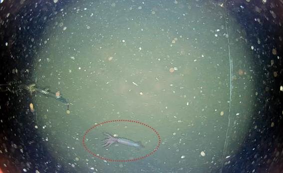 동해 수심 1천m에서 카메라에 잡힌 심해오징어