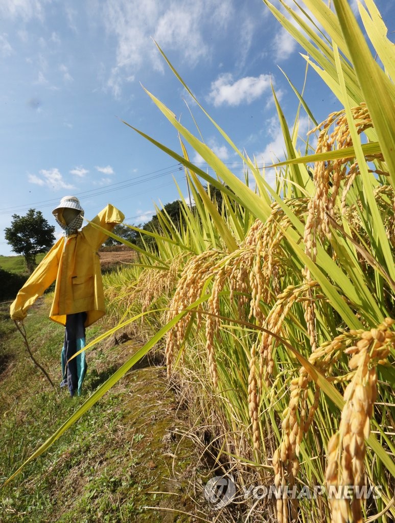 Scarecrow in rice field Scarecrow in rice field