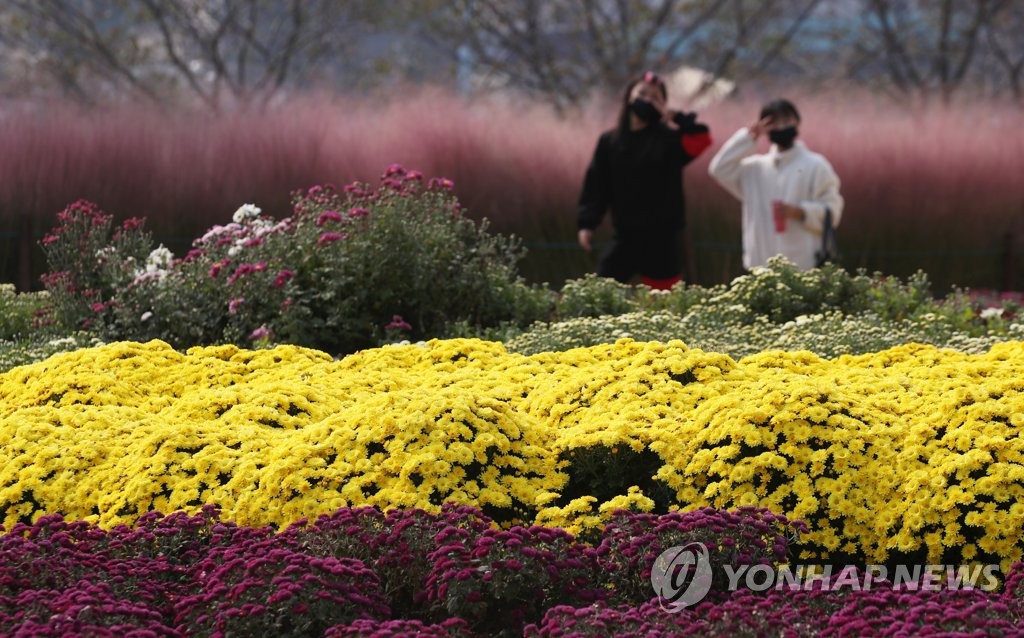 '가을꽃길 산책' 화순 국화동산