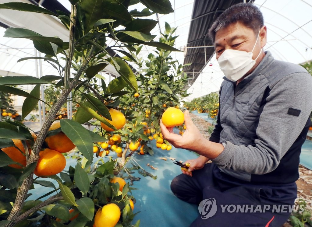 15일 오전 인천시 계양구 한 농가에서 관계자가 감귤을 수확하고 있다. 인천시 농업기술센터는 이 농가가 인천에서 처음으로 감귤 재배에 성공했다고 밝혔다. [연합뉴스 자료사진]