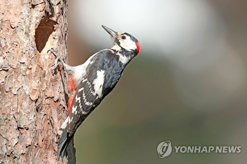 둥지 앞에 앉은 오색딱따구리