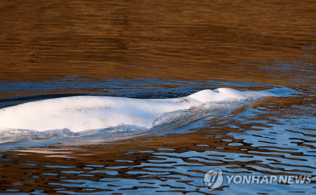 프랑스 센강에 나타난 벨루가…'바다로 돌려낼 계획'