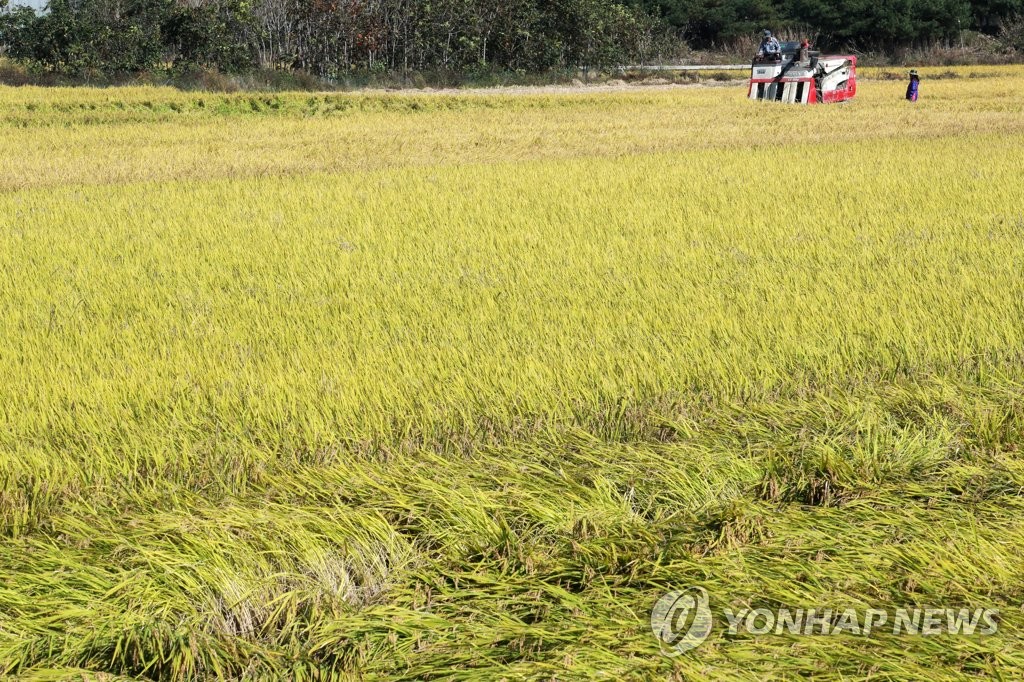 원주 문막 들판서 벼 수확 한창