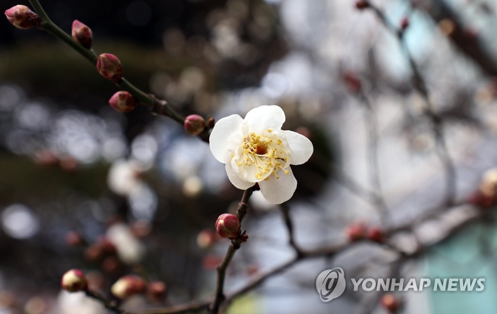 시나브로 핀 매화