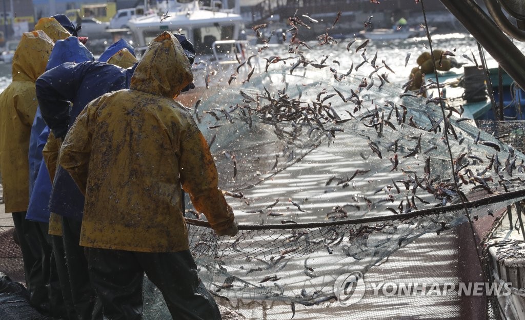 Fishermen shake off anchovies from a net at a port in Busan, 320 kilometers southeast of Seoul, in this file photo taken on March 28, 2023. (Yonhap)