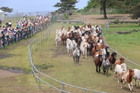 Horses indigenous to Jeju Island